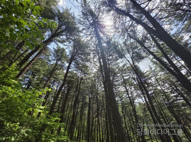도유림 및 임도