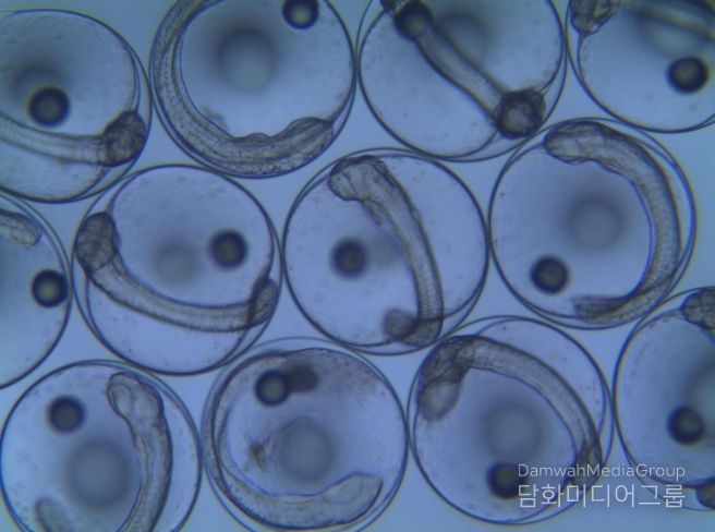 보급 직전 수정란 상태