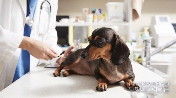 강북구 우리동네 동물병원에서 반려동물이 진료를 받고 있다.