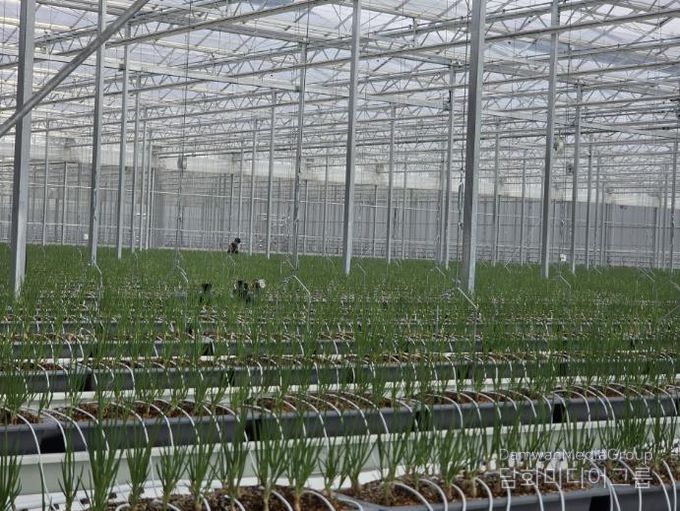 봉화군, 임대형 스마트팜 A동 2구역 쪽파 수확 앞둬