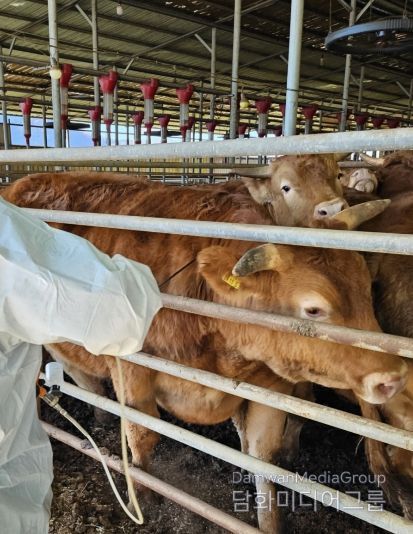 구제역백신 일제접종