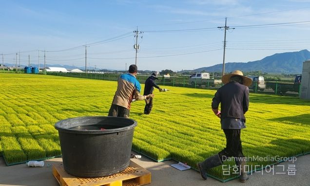 벼 재배 농가들이 벼 생육 초기 병해충 예방과 비래해충 확산 억제를 위해 육묘장 모판에 육묘 상자 처리제를 뿌리고 있다.