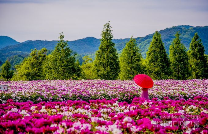 합천군 보도자료(합천군, ‘2026 지역사랑 휴가지원 시범사업’ 공모 선정) 핫들생태공원(작약재배단지) (5월 초 개화)