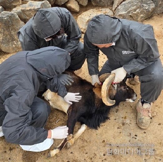 대구시 달성공원관리소, 구제역 백신 일제접종… 사슴 등 4종 47마리