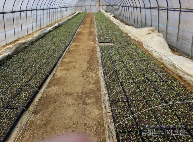 봉화군, 철저한 고추 육묘관리 당부