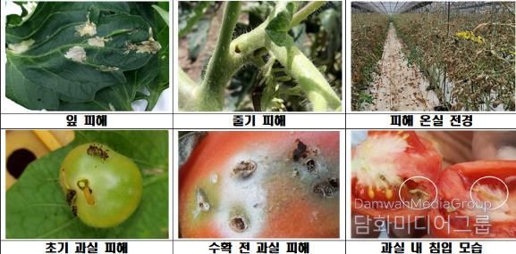 김천시, 검역해충 토마토뿔나방 방제약제 지원