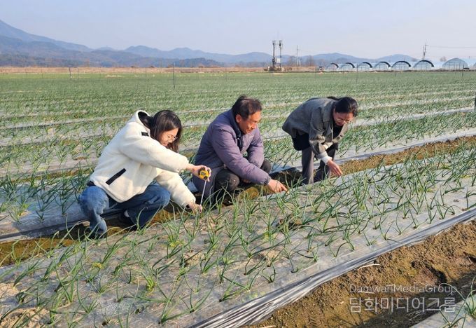 구미 '양파 기계정식' 효과 확인