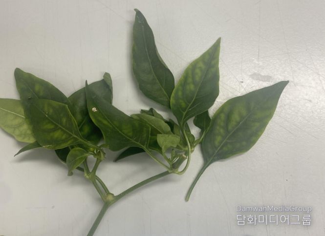 토마토퇴록바이러스(ToCV)