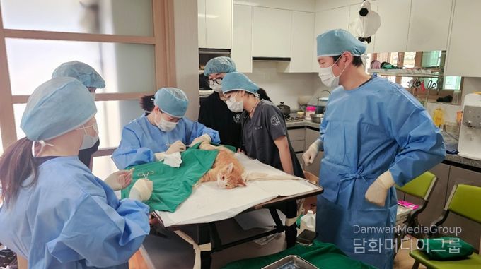 청주시, 길고양이와 사람의 공존 위한 TNR 사업 추진