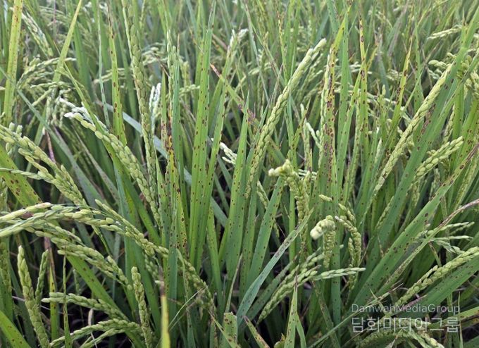 정읍시, 벼 영농철 앞두고 ‘깨씨무늬병’ 주의보…철저한 토양 관리 당부