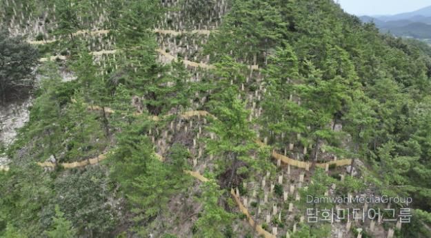 지난해 완도군에서 추진한 _섬 숲 경관 복원 사업_ 대상지인 고금면 청용리 산 전경