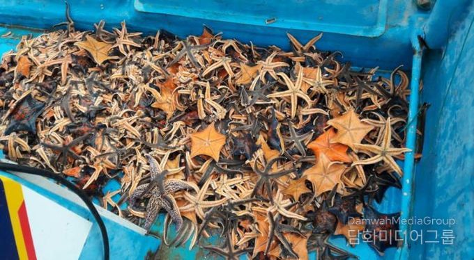 양양군 어업인들이 연안어장에서 포획한 불가사리 사진