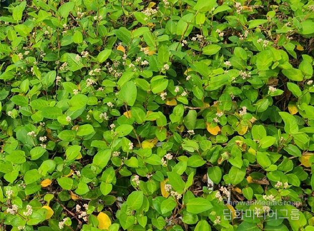 희귀산림자원(덩굴모밀)