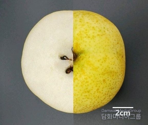 1. 충청남도농업기술원이 육종한 배 신품종 ‘청밀’ 모습.