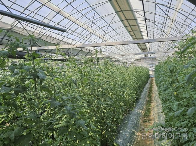 관내 방울토마토 농가 사진