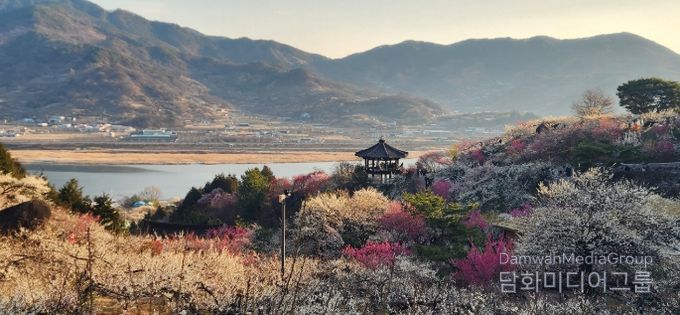 제25회 광양매화축제, 매화 만개 속 방문객 발길