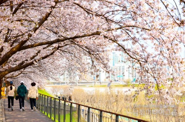 지난해 방문객들이 도림천 벚꽃길을 산책하고 있다.
