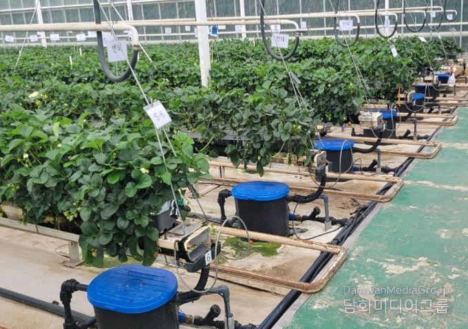 딸기 '일사비례 급액제어' 기술사용