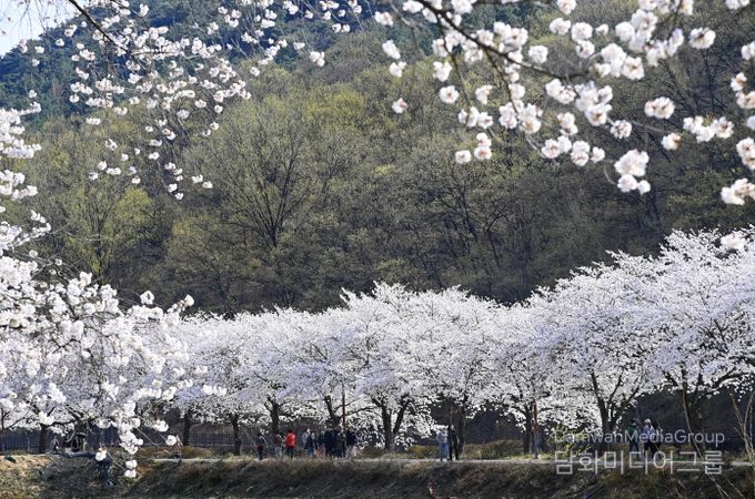 옥포읍 벚꽃(25년 촬영)