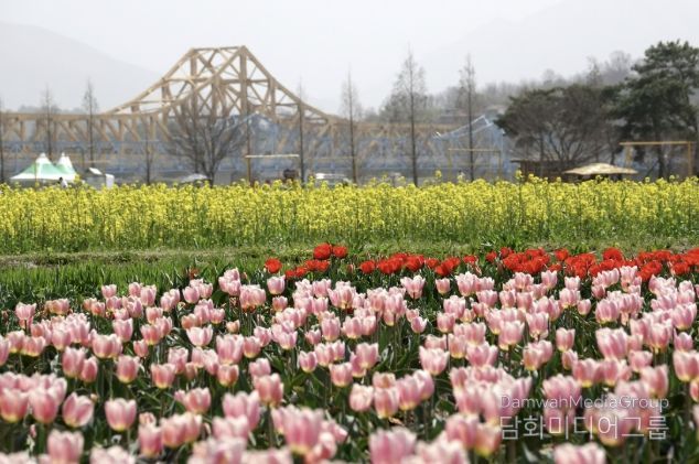 유채꽃이 활짝 핀 지난해 창녕낙동강유채축제장 풍경