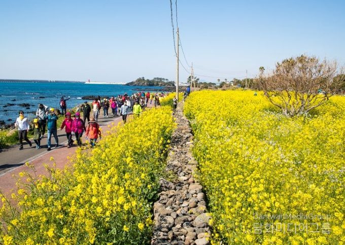 서귀포 유채꽃국제걷기대회