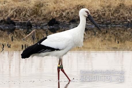 황새(J0505)가 주남저수지 연꽃단지에서 휴식을 취하고 있다