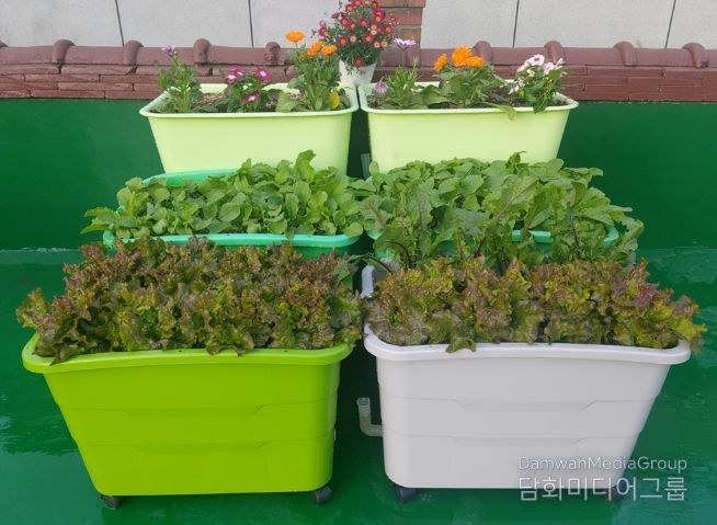 상자텃밭 사진