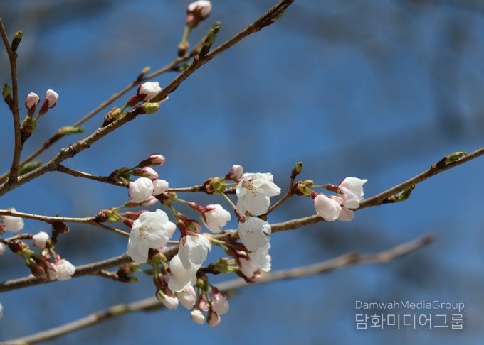 물향기수목원 왕벚나무 전경