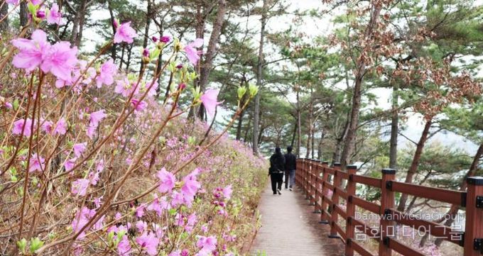 몽골독수리 떠난 길따라 꽃이 피고… 고성군, 봄 관광 시동