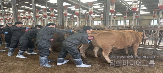 축산역량 강화교육 인공수정 과정에서 교육생들이 실습축을 활용해 실습에 참여하고 있다.