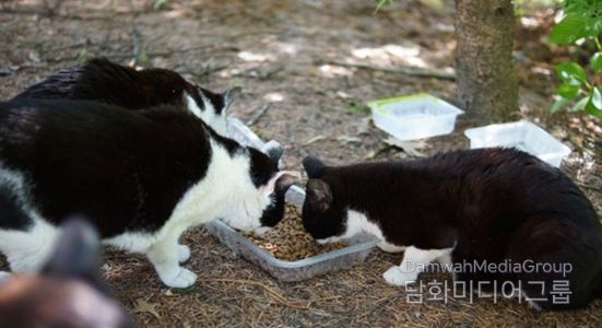 김해시, 길고양이 중성화(TNR) 사업