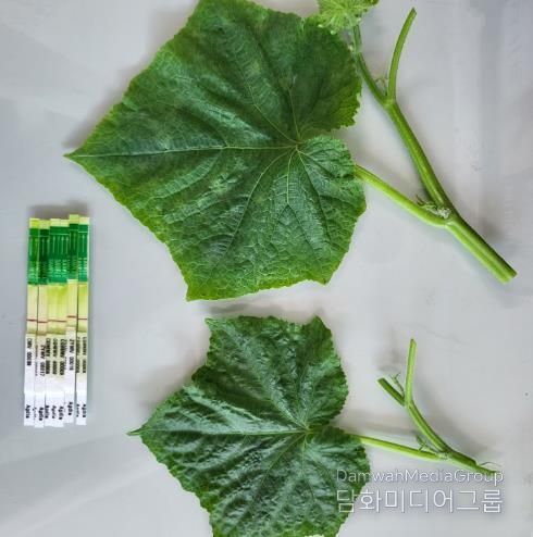 천안시농업기술센터의 원예작물 바이러스 진단키트 모습.