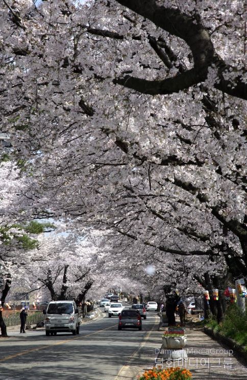 2026 영암왕인문화축제 D-7, 벚꽃 공식 개화.