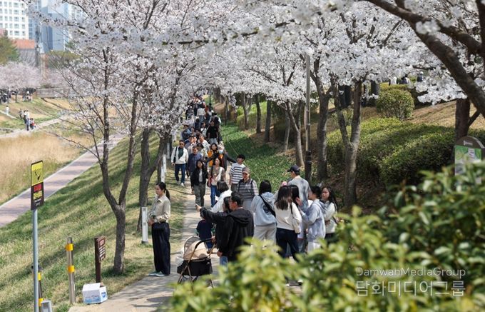 김해시 “핑크빛 설렘으로 물든 율하천” 제7회 율하벚꽃축제 성황리 개최