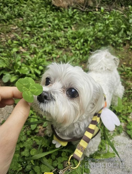 성남시, 반려동물 의료서비스 지원사업 확대