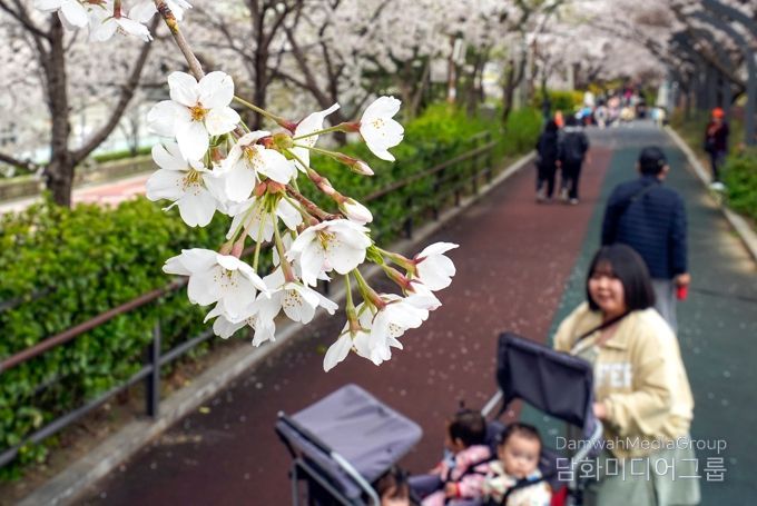 동대문구, 장안벚꽃안길에 벚꽃 활짝…주말 봄꽃축제도 열린다