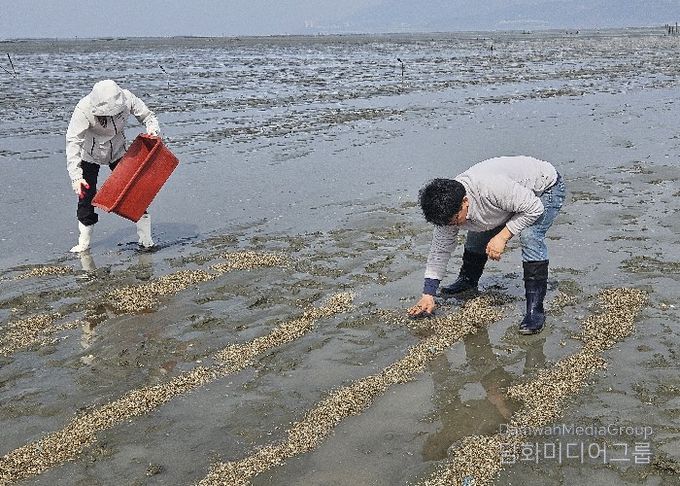 전북자치도, 어린 바지락 500만 마리 방류…연안 자원 회복 본격화