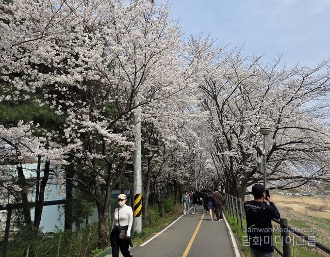 세종의 봄 알리는 '조치원 봄꽃 축제' 성료