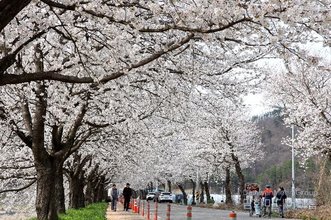 2024.04.06. 대차리 서면마을 벚꽃길
