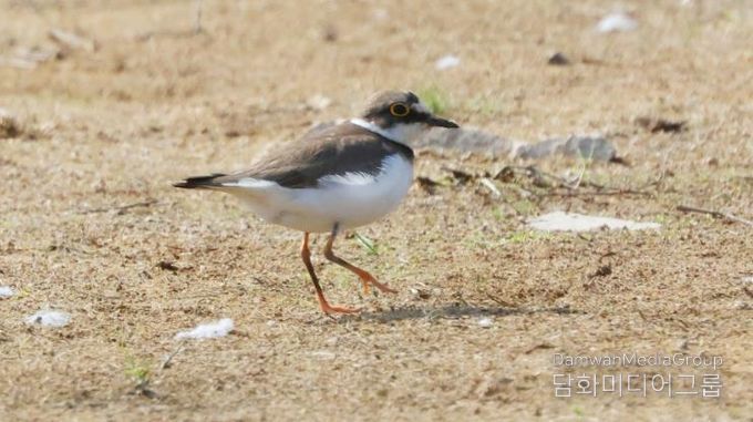 창원시 주남저수지 연꽃단지, 도요·물떼새들의 생태 오아시스