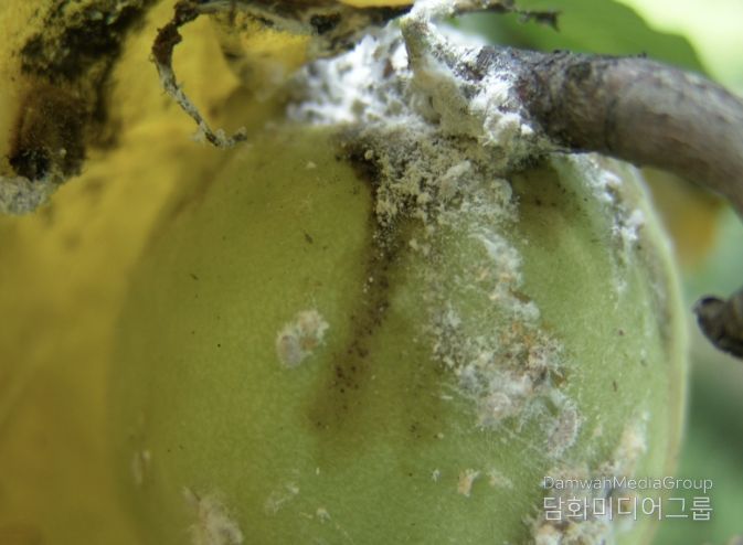 상주시농업기술센터, 4월 중순부터 배, 핵과류 '깍지벌레' 방제 시작