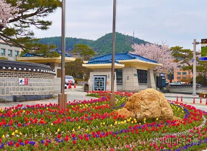 도심 봄꽃 식재_시청사 앞