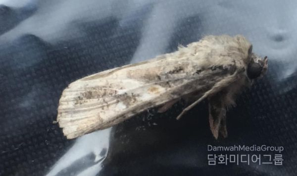 열대거세미나방(2022)