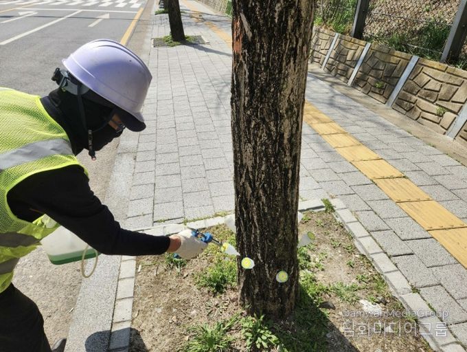 은행나무 결실억제 작업 모습