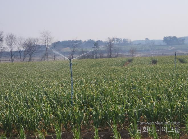 서산시, 마늘 생육기 물관리 및 병해충 방제 강조