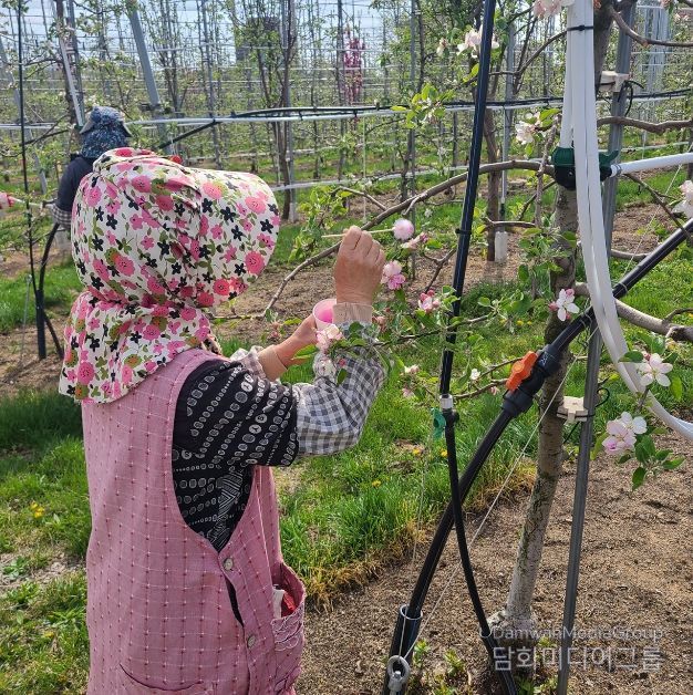 안동시, 사과 저온 피해 극복 위해 ‘인공수분’ 당부