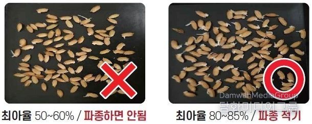 벼 최아율 비교 사진