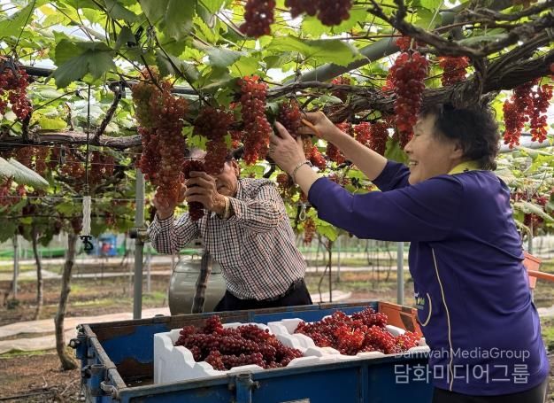 대전시, 씨없는 ‘델라웨어’ 포도 전국 첫 출하