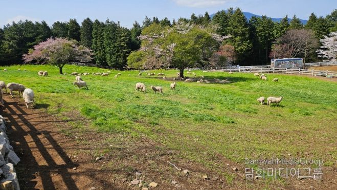 방목생태축산농장(상상양떼)