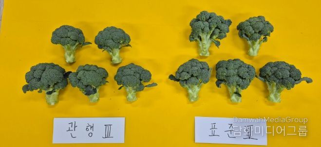 좌-농가관행, 우-표준시비